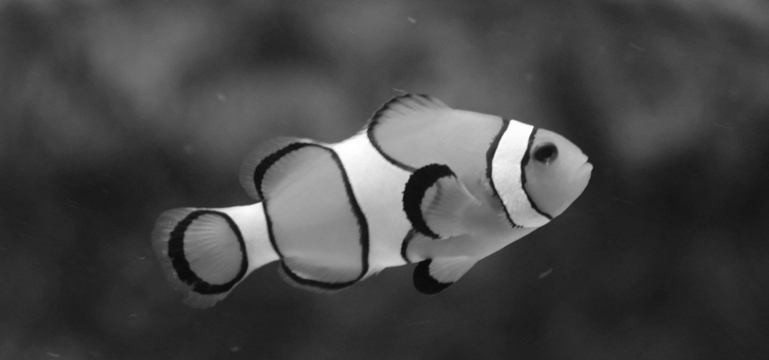 Thanks for the fish